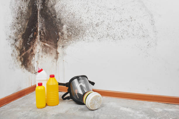 Best Attic Mold Remediation in Rolling Meadows, IL