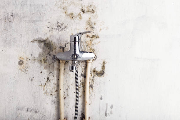 Best Localized Mold Remediation (e.g., coastal areas, humid climates) in Rolling Meadows, IL