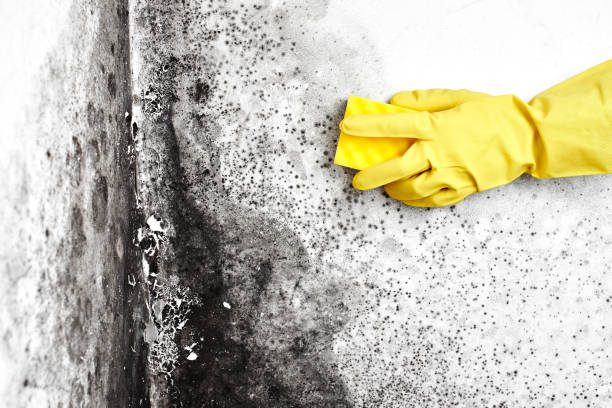 Best Emergency Mold Remediation in Rolling Meadows, IL