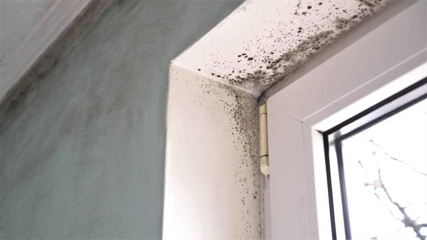 Best Commercial Mold Remediation in Rolling Meadows, IL
