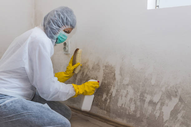Best Residential Mold Remediation in Rolling Meadows, IL