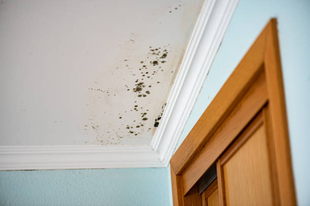 Best White Mold Remediation in Rolling Meadows, IL