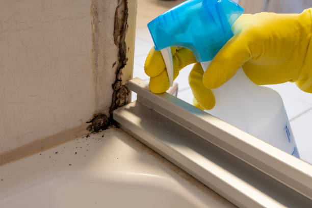 Best Mold Testing and Inspection Services in Rolling Meadows, IL