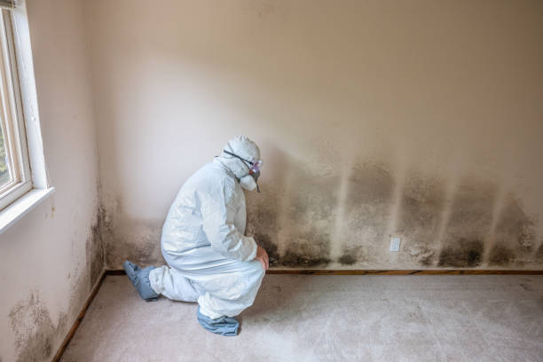 Best Crawl Space Mold Remediation in Rolling Meadows, IL