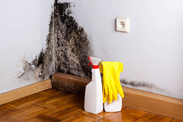 Best Kitchen Mold Remediation in Rolling Meadows, IL