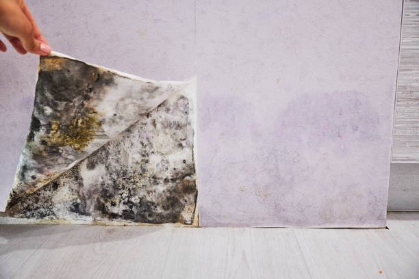 Best Insurance-Related Mold Remediation in Rolling Meadows, IL